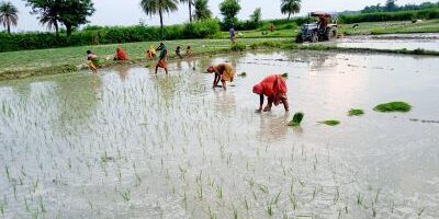 कृषि और स्वास्थ्य के लिए लाभकारी है मोटे अनाज की खेती