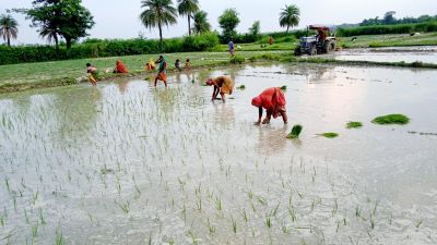 कृषि और स्वास्थ्य के लिए लाभकारी है मोटे अनाज की खेती